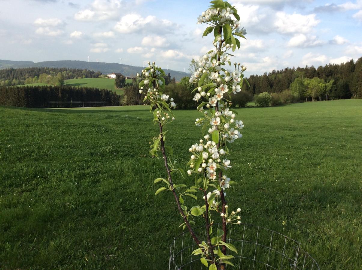 Ferienbauernhof Koller Villa Helfenberg Exteriör bild